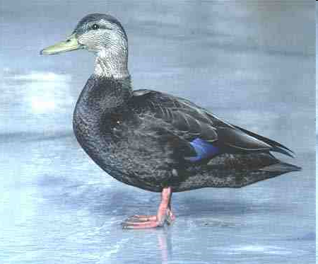 File:Duck svn.png
