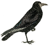 File:Crow2.png