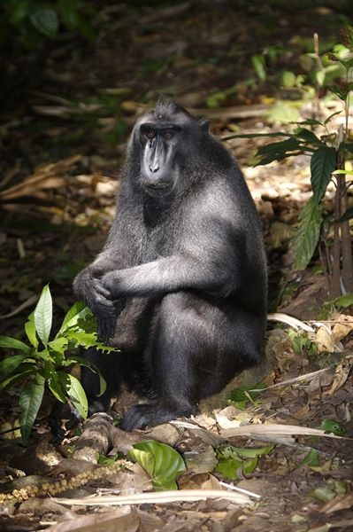 File:Crested Black Macaque (Macaca nigra).jpg